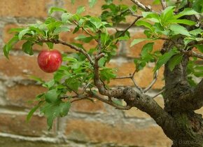 Prunus cerasifera - Myrobalán- 40 let - 1