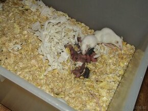 Živá myší holata
