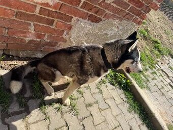Daruji Husky sibiřský