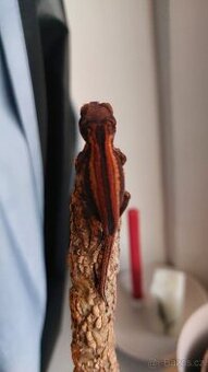 Rhacodactylus auriculatus 0.0.2 - 1