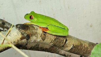 Agalychnis callidryas