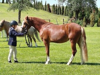 Valášek Welsh pony of cob type C
