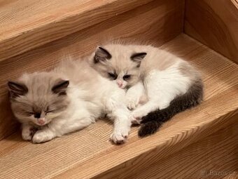 Ragdoll kotata