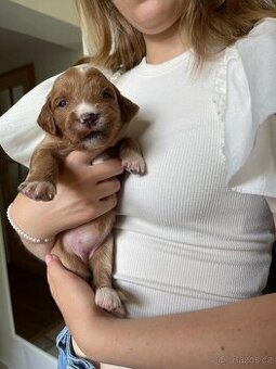 Štěňátka F2 Goldendoodle