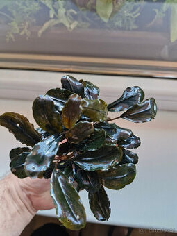 Becephalandra