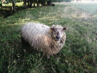 Prodám jehnice Oxford Down x Texel