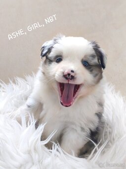 Miniaturní americký ovčák