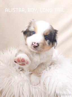 Miniaturní americký ovčák