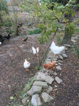 Kohout australka černá