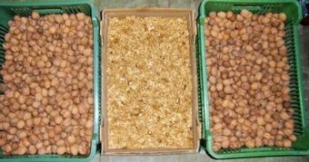 Prodáme VLAŠSKÉ OŘECHY