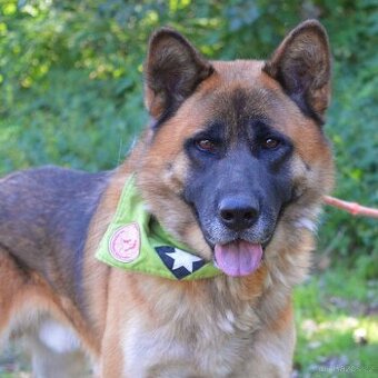 🐾 Tessar – mladý kříženec německého ovčáka a akita inu hled