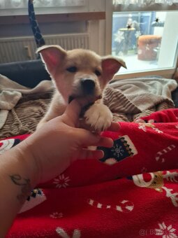 Stěně Husky kříženec