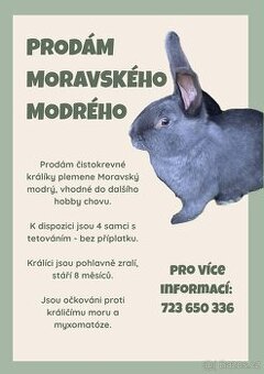 Králík Moravský modrý