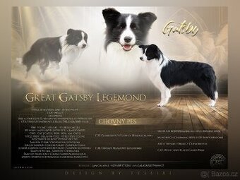 Krytí chovným psem plemene border kolie