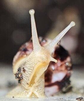 Africký šnek - Limicolaria agathina Nigeria