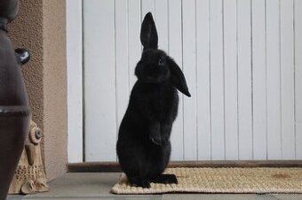 Sportovní králík s PP