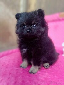 Maličká fenečka Pomeranian Black and Tan s PP K prodeji