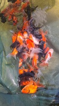 Koi kapr, karas, jeseter