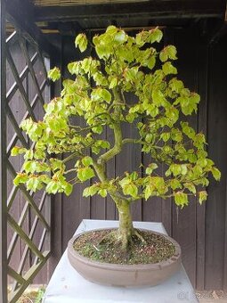 bonsai, bonsaj