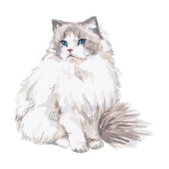 Hledáme Ragdoll k adopci