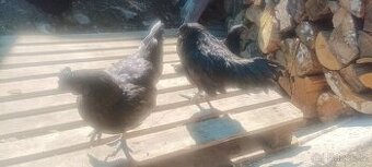 Ayam Cemani i hedvabničky
