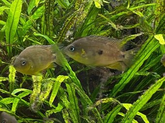Amatitlania altoflava