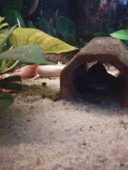 Axolotl