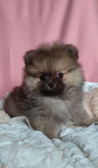Pomeranian