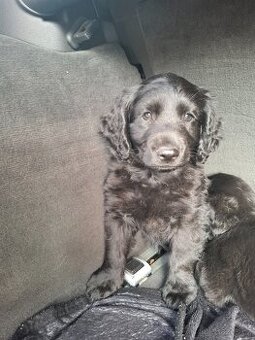 Stěně Labrador x Retrívr