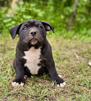 American Bully Pocket- Standart