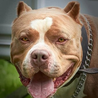 American Bully XL TOP rodokmen originál ABKC USA