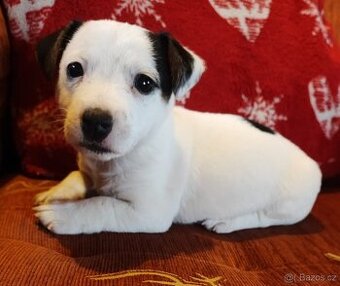 Jack Russel terier, kouzelná fenečka