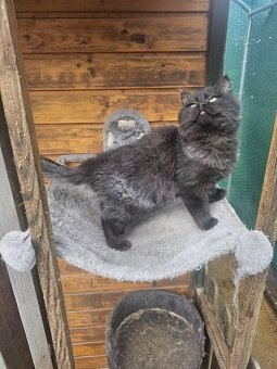 Britské koťátka colorpoint a stříbrnočerní čertíci