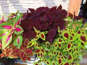 Africká kopřiva, Coleus