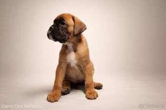 Nemecký boxer - predaj šteniatok