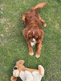 Ahoj, jmenuji se Miky 🐶