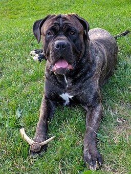 Cane corso - nabídka psa ke krytí