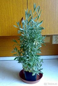 Levandule Allardova - Lavandula x allardii - rostlina