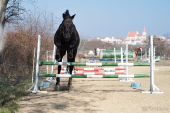 Ustájení Znojmo - stáj Sedlešovice