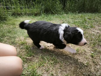 Border kolie