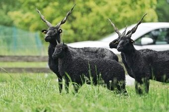 REZERVACE Jehničky maďarské racky (ovce cápové) - 1