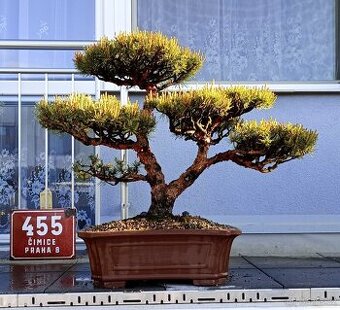 Borovice lesní (Pinus sylvestris compressa)