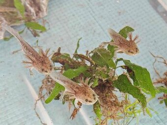 Axolotl - Mexický dráček - Axík Axelotl