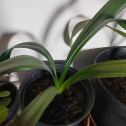 Prodám rostlinu Klívie (Clivia, Řemenatka)