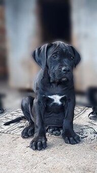 Bandog - 1