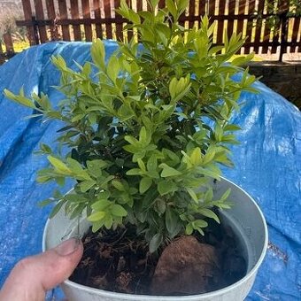 buxus - sazenice 25cm v květináči