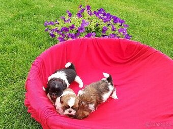 Shih-tzu. Shitzu