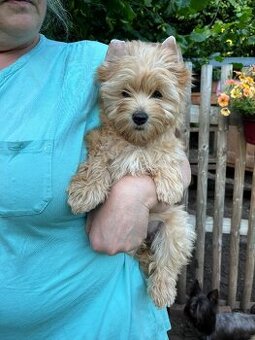 Fenka Tiffany golddust yorkshire terrier k prodeji