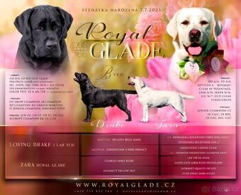 Labrador - krásná černá štěňátka s PP