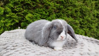 Zakrslý beránek, králíček, králík - HEIDY